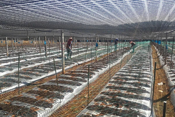 沾益区打造云南最大的中药材生产示范基地和种苗繁育基地